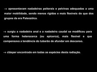 → apresentavam nadadeiras peitorais e pelvinas adequadas a uma
maior mobilidade, sendo menos rígidas e mais flexíveis do que dos
grupos da era Paleozóica.
→ surgiu a nadadeira anal e a nadadeira caudal se modificou para
uma forma heterocerca (ou epicerca), mais flexível e que
compensava a tendência do tubarão de afundar em descanso.
→ clásper encontrado em todas as espécies desta radiação.
 