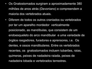 • Os Gnatostomados surgiram a aproximadamente 380
milhões de anos atrás (Devoniano) e compreendem a
maioria dos vertebrados atuais.
• Diferem de todos os outros craniados ou vertebrados
por ter um aparelho mordedor verticalmente
posicionado, as mandíbulas, que consistem de um
endoesqueleto do arco mandibular e uma variedade de
órgãos rasgadores, furadores e aprensores, i.e. Os
dentes, e ossos mandibulares. Entre os vertebrados
recentes, os gnatostomados incluem tubarões, raias,
quimeras, peixes de nadadeira raiada, peixes de
nadadeira lobada e vertebrados terrestres.
 