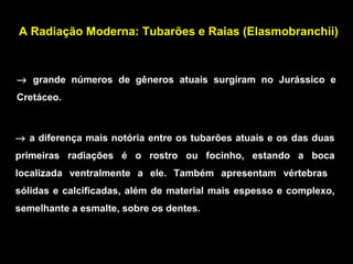 A Radiação Moderna: Tubarões e Raias (Elasmobranchii)
→ grande números de gêneros atuais surgiram no Jurássico e
Cretáceo.
→ a diferença mais notória entre os tubarões atuais e os das duas
primeiras radiações é o rostro ou focinho, estando a boca
localizada ventralmente a ele. Também apresentam vértebras
sólidas e calcificadas, além de material mais espesso e complexo,
semelhante a esmalte, sobre os dentes.
 