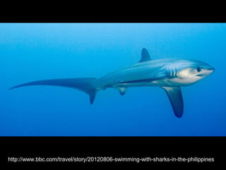 http://www.bbc.com/travel/story/20120806-swimming-with-sharks-in-the-philippines
 