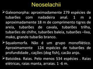 Galeomorpha: aproximadamente 279 espécies de
tubarões com nadadeira anal. 1 m a
aproximadamente 18 m de comprimento tigres de
areia, tubarões de cavala, tubarões trilha,
tubarões de chifre, tubarões baleia, tubarões –lixa,
mako, grande tubarão branco.
Squalomorfa. Não é um grupo monofilético.
Aproximamente 124 espécies de tubarões de
profundidade , cações (dog fish), cacão anjo.
Batoidea. Raias. Pelo menos 534 espécies . Raias
elétricas, raias manta, arraias. 1 -6 m.
N
Neoselachii
 