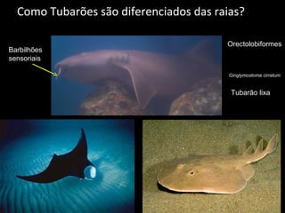 Como Tubarões são diferenciados das raias?
Barbilhões
sensoriais
Orectolobiformes
Ginglymostoma cirratum
Tubarão lixa
 