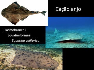 Cação anjo
Elasmobranchii
Squatiniformes
Squatina califorica
 
