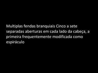 Multiplas fendas branquiais Cinco a sete
separadas aberturas em cada lado da cabeça, a
primeira frequentemente modificada como
espiráculo
 