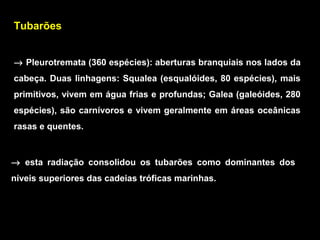 Tubarões
→ Pleurotremata (360 espécies): aberturas branquiais nos lados da
cabeça. Duas linhagens: Squalea (esqualóides, 80 espécies), mais
primitivos, vivem em água frias e profundas; Galea (galeóides, 280
espécies), são carnívoros e vivem geralmente em áreas oceânicas
rasas e quentes.
→ esta radiação consolidou os tubarões como dominantes dos
níveis superiores das cadeias tróficas marinhas.
 