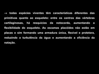 → todas espécies viventes têm características diferentes das
primitivas quanto ao esqueleto: entre os centros das vértebras
cartilaginosas, há resquícios da notocorda, aumentando a
flexibilidade do esqueleto. As escamas placóides não estão em
placas e sim formando uma armadura única, flexível e protetora,
reduzindo a turbulência da água e aumentando a eficiência da
natação.
 