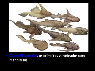 • Classe Placodermi, os primeiros vertebrados com
mandíbulas.
 