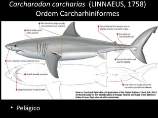 Carcharodon carcharias (LINNAEUS, 1758)
Ordem Carcharhiniformes
• Pelágico
 