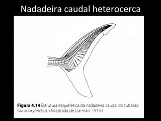 Nadadeira caudal heterocerca
 