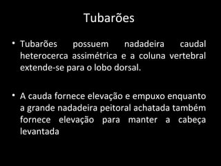Tubarões
• Tubarões possuem nadadeira caudal
heterocerca assimétrica e a coluna vertebral
extende-se para o lobo dorsal.
• A cauda fornece elevação e empuxo enquanto
a grande nadadeira peitoral achatada também
fornece elevação para manter a cabeça
levantada
 