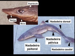 Nadadeira dorsal
Nadadeira caudal
Nadadeira
peitoral
Nadadeira
pélvica
Espiráculo
Boca
Narina
 