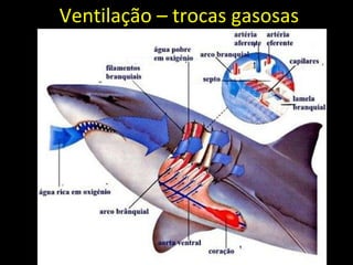 Ventilação – trocas gasosas
 