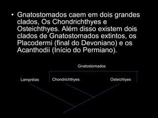 • Gnatostomados caem em dois grandes
clados, Os Chondrichthyes e
Osteichthyes. Além disso existem dois
clados de Gnatostomados extintos, os
Placodermi (final do Devoniano) e os
Acanthodii (Início do Permiano).
OsteichtyesChondrichthyesLampréias
Gnatostomados
 