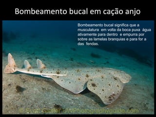 Bombeamento bucal em cação anjo
Bombeamento bucal significa que a
musculatura em volta da boca puxa água
ativamente para dentro e empurra por
sobre as lamelas branquias e para for a
das fendas.
 