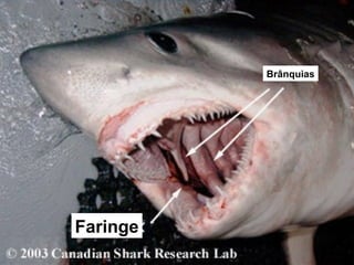 Brânquias
Faringe
 