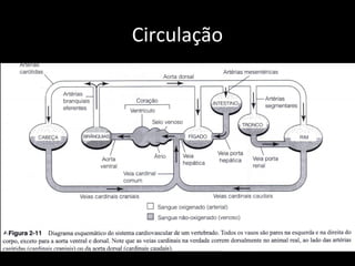 Circulação
 