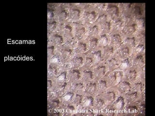 Escamas
placóides.
 