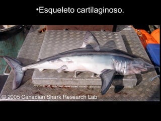 •Esqueleto cartilaginoso.
 