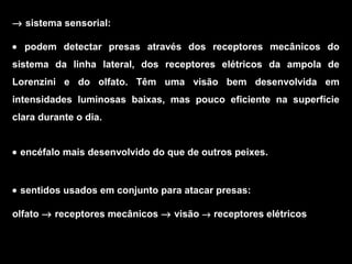 → sistema sensorial:
• podem detectar presas através dos receptores mecânicos do
sistema da linha lateral, dos receptores elétricos da ampola de
Lorenzini e do olfato. Têm uma visão bem desenvolvida em
intensidades luminosas baixas, mas pouco eficiente na superfície
clara durante o dia.
• encéfalo mais desenvolvido do que de outros peixes.
• sentidos usados em conjunto para atacar presas:
olfato → receptores mecânicos → visão → receptores elétricos
 
