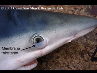 Membrana
nictitante
 