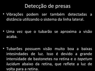 Detecção de presas
• Vibrações podem ser também detectadas a
distância utilizando o sistema da linha lateral.
• Uma vez que o tubarão se aproxima a visão
acaba.
• Tubarões possuem visão muito boa a baixas
intesindades de luz. Isso é devido a grande
intensidade de bastonetes na retina e o tapetum
lucidum abaixo da retina, que reflete a luz de
volta para a retina.
 