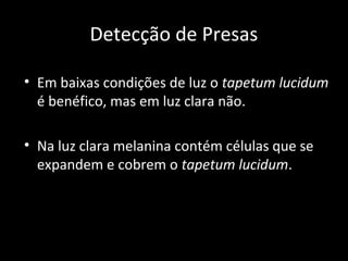Detecção de Presas
• Em baixas condições de luz o tapetum lucidum
é benéfico, mas em luz clara não.
• Na luz clara melanina contém células que se
expandem e cobrem o tapetum lucidum.
 