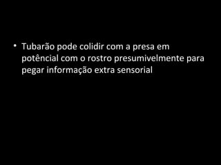 • Tubarão pode colidir com a presa em
potêncial com o rostro presumivelmente para
pegar informação extra sensorial
 