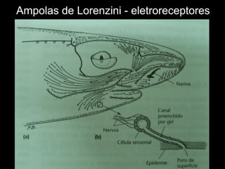Ampolas de Lorenzini - eletroreceptores
 