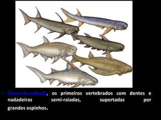 • Classe Acanthodii, os primeiros vertebrados com dentes e
nadadeiras semi-raiadas, suportadas por
grandes espinhos.
 