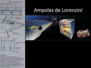 Ampolas de Lorenzini
 