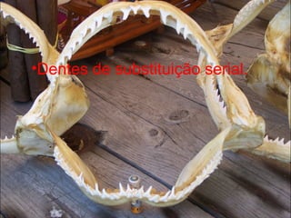 •Dentes de substituição serial.
 