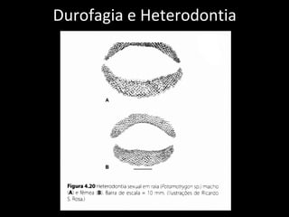 Durofagia e Heterodontia
 