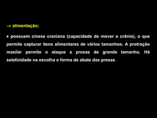 → alimentação:
• possuem cinese craniana (capacidade de mover o crânio), o que
permite capturar itens alimentares de vários tamanhos. A protração
maxilar permite o ataque a presas de grande tamanho. Há
seletividade na escolha e forma de abate das presas
 