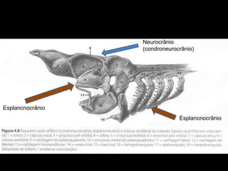 Neurocrânio
(condroneurocrânio)
Esplancnocrânio
Esplancnocrânio
 