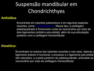 Suspensão mandibular em
Chondrichthyes
Anfistílica
Encontrada em tubarões paleozóicos e em algumas espécies
recentes, como Hexanchiformes. Nesse tipo, a cartilagem
palatoquadrado é firmemente unida ao neurocrânio por meio de
dois ligamentos (orbital e pós-orbital), além da sua articulação
posterior com a cartilagem hiomandibular
Hiostílica:
Encontrada na maioria dos tubarões recentes e nas raias. Apenas o
ligamento anterior é funcional; o processo e o ligamento pós-orbital
são reduzidos, e a parte posterior do palatoquadrado, articulada ao
neurocrânio por maio da cartilagem hiomandibular
 