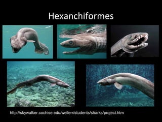Hexanchiformes
http://skywalker.cochise.edu/wellerr/students/sharks/project.htm
 