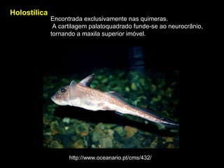 Holostílica
Encontrada exclusivamente nas quimeras.
A cartilagem palatoquadrado funde-se ao neurocrânio,
tornando a maxila superior imóvel.
http://www.oceanario.pt/cms/432/
 