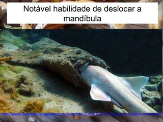 http://www.dailymail.co.uk/sciencetech/article-2099676/Fish-supper-Australian-researchers
Notável habilidade de deslocar a
mandíbula
 