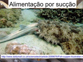 http://www.dailymail.co.uk/sciencetech/article-2099676/Fish-supper-Australian-re
Alimentação por sucção
 