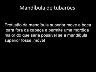 Mandíbula de tubarões
Protusão da mandíbula superior move a boca
para fora da cabeça e permite uma mordida
maior do que seria possível se a mandíbula
superior fosse imóvel
 