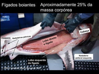Fígados boiantes
Lobo direito
o fígado
Lobo esquerdo
do fígado
Nadadeiras pélvicas
Cabeça
Nadadeira
peitoral esquerda
Aproximadamente 25% da
massa corpórea
 