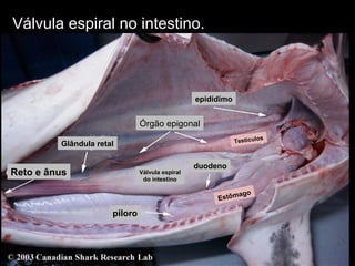 Válvula espiral no intestino.
Glândula retal
epidídimo
Testículos
Estômago
duodeno
Válvula espiral
do intestino
Reto e ânus
piloro
Órgão epigonal
 
