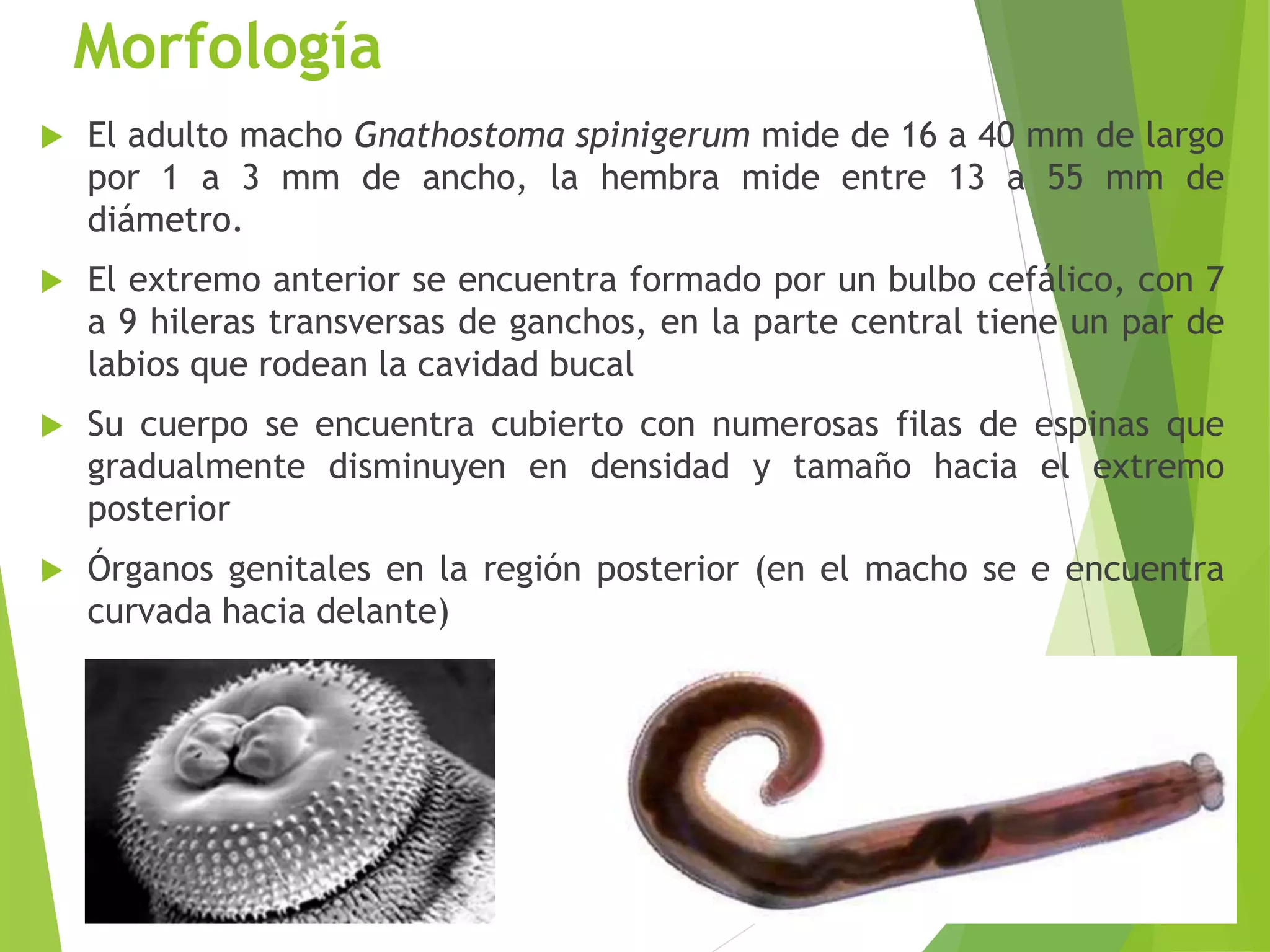 Morfología
 El adulto macho Gnathostoma spinigerum mide de 16 a 40 mm de largo
por 1 a 3 mm de ancho, la hembra mide entre 13 a 55 mm de
diámetro.
 El extremo anterior se encuentra formado por un bulbo cefálico, con 7
a 9 hileras transversas de ganchos, en la parte central tiene un par de
labios que rodean la cavidad bucal
 Su cuerpo se encuentra cubierto con numerosas filas de espinas que
gradualmente disminuyen en densidad y tamaño hacia el extremo
posterior
 Órganos genitales en la región posterior (en el macho se e encuentra
curvada hacia delante)
 