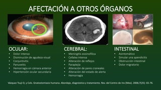 AFECTACIÓN A OTROS ÓRGANOS
OCULAR:
• Dolor intenso
• Disminución de agudeza visual
• Conjuntivitis
• Panuveitis
• Hemorragia en cámara anterior
• Hipertensión ocular secundaria
CEREBRAL:
• Meningitis eosinofílica
• Cefalea intensa
• Alteración de reflejos
• Paraplejía
• Alteración de pares craneales
• Alteración del estado de alerta
• Hemorragia
INTESTINAL
• Asintomático
• Simular una apendicitis
• Obstrucción intestinal
• Dolor migratorio
Vázquez Tsuji O, y Cols. Gnatostomiasis humana. Abordaje, diagnóstico y tratamiento. Rev. del Centro de Inv (Mex). 2006;7(25): 65-76.
 