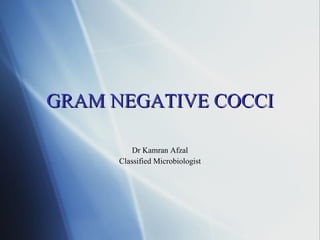 GRAM NEGATIVE COCCI Dr Kamran Afzal Classified Microbiologist 