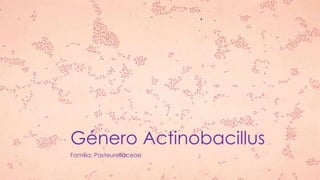 Género Actinobacillus
Familia: Pasteurellaceae
 
