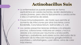  La enfermedad se puede presentar en forma
septicémica en cerdos lactantes, recién destetados y
cerdos jóvenes, pero afecta típicamente a cerdos entre
2 días a 4 semanas de edad.
 Causa inmunodepresión, de modo que permite el
aumento de infecciones por otras bacterias como
Bordetella, Corynebacterium, Salmonella y E. coli.
 Los cerdos presentan lesiones similares a la erisipela
porcina, coloraciones violáceas en orejas y hocico
debido a la cianosis por neumonía y endocarditis,
lagrimeo y pabellones auriculares sucios derivados de la
extensión de la infección hacia los ganglios linfáticos
parotídeos y retrofaríngeos, y por último, orina de color
más intenso.
 