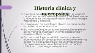  El síntoma de muerte súbita en las cerdas se presentó
por primera vez a finales de junio del 2008. Previamente
a la muerte, las cerdas presentaban decúbito, letargia,
hiperestesia y anorexia.
 La progresión de los síntomas clínicos en cada cerda
era extremadamente rápida.
 Era muy común que consumiesen su ración de pienso
por la mañana, mostrasen sintomatología clínica y
muriesen al final del día.
 Esta sintomatología era distinta a otros brotes de
muertes súbitas en cerdas sufridos anteriormente en los
cuales no existía presentación de síntomas clínicos
previos a la muerte y que, típicamente, se habían
atribuido a torsiones gastro-esplénicas.
 