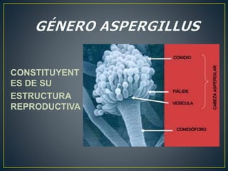 CONSTITUYENT 
ES DE SU 
ESTRUCTURA 
REPRODUCTIVA 
 