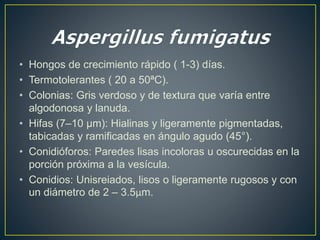 • Hongos de crecimiento rápido ( 1-3) días. 
• Termotolerantes ( 20 a 50ªC). 
• Colonias: Gris verdoso y de textura que varía entre 
algodonosa y lanuda. 
• Hifas (7–10 μm): Hialinas y ligeramente pigmentadas, 
tabicadas y ramificadas en ángulo agudo (45°). 
• Conidióforos: Paredes lisas incoloras u oscurecidas en la 
porción próxima a la vesícula. 
• Conidios: Unisreiados, lisos o ligeramente rugosos y con 
un diámetro de 2 – 3.5μm. 
 